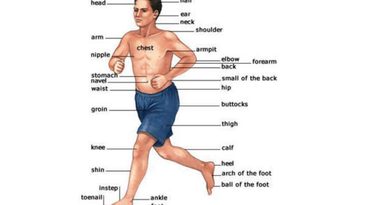 Getting to Know Our Body - Vocabulary Study - English Learn Site